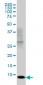 SH2D1A Antibody (monoclonal) (M01)