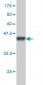 SH3BP4 Antibody (monoclonal) (M01)