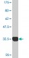 SH3GL2 Antibody (monoclonal) (M06)