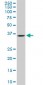 SH3GL2 Antibody (monoclonal) (M06)