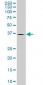 SH3GL2 Antibody (monoclonal) (M06)