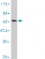 SH3GLB1 Antibody (monoclonal) (M01)