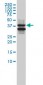 SH3GLB1 Antibody (monoclonal) (M01)