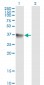 SH3GLB1 Antibody (monoclonal) (M01)