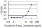 SHBG Antibody (monoclonal) (M01)