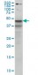 SHBG Antibody (monoclonal) (M01)