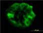 SHC1 Antibody (monoclonal) (M01)