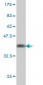 SHC1 Antibody (monoclonal) (M01)