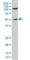 SHC1 Antibody (monoclonal) (M01)