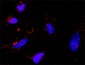 SHC1 Antibody (monoclonal) (M01)