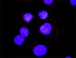 SHC1 Antibody (monoclonal) (M01)