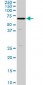 SHC2 Antibody (monoclonal) (M01)