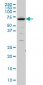 SHC2 Antibody (monoclonal) (M01)