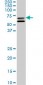SHC2 Antibody (monoclonal) (M01)