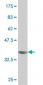 SIGLEC6 Antibody (monoclonal) (M02)