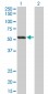 SIGLEC6 Antibody (monoclonal) (M02)
