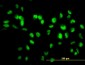 SIRT1 Antibody (monoclonal) (M01)