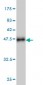 SIRT1 Antibody (monoclonal) (M01)