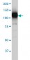 SIRT1 Antibody (monoclonal) (M01)