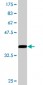 SIRT1 Antibody (monoclonal) (M03)