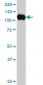 SIRT1 Antibody (monoclonal) (M03)