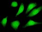 SIRT2 Antibody (monoclonal) (M01)