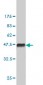 SIRT2 Antibody (monoclonal) (M01)