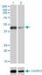 SIRT2 Antibody (monoclonal) (M01)