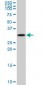 SIX3 Antibody (monoclonal) (M01)