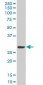 SIX3 Antibody (monoclonal) (M01)