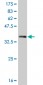 SIX3 Antibody (monoclonal) (M10)