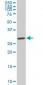 SIX3 Antibody (monoclonal) (M10)