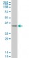 SIX3 Antibody (monoclonal) (M10)