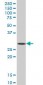 SIX3 Antibody (monoclonal) (M10)