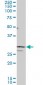 SIX3 Antibody (monoclonal) (M10)