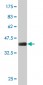 SIX4 Antibody (monoclonal) (M09)