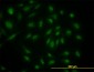 SKP1A Antibody (monoclonal) (M01)