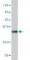 SKP1A Antibody (monoclonal) (M01)