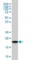 SKP1A Antibody (monoclonal) (M01)