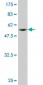 SLBP Antibody (monoclonal) (M01)