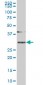 SLBP Antibody (monoclonal) (M01)