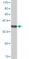SLC15A1 Antibody (monoclonal) (M01)