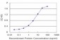 SLC1A2 Antibody (monoclonal) (M07)