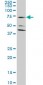 SLC1A2 Antibody (monoclonal) (M07)