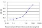 SLC1A2 Antibody (monoclonal) (M10)