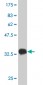 SLC1A2 Antibody (monoclonal) (M10)