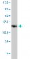 SLC44A1 Antibody (monoclonal) (M02)