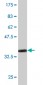 SLC4A8 Antibody (monoclonal) (M05)