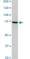 SLC4A8 Antibody (monoclonal) (M05)