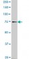 SLC4A8 Antibody (monoclonal) (M05)